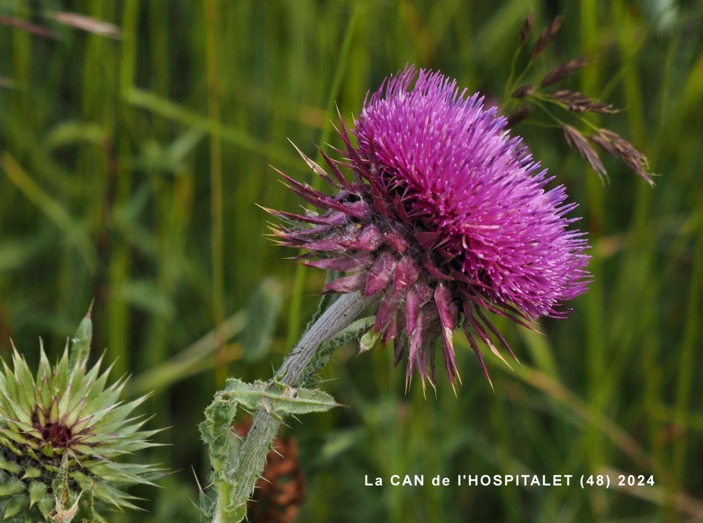 Thistle, Musk flower